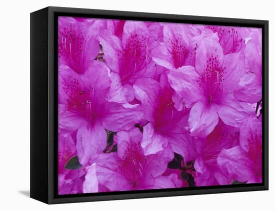 Azalea Rhododendron-Daisy Gilardini-Framed Premier Image Canvas