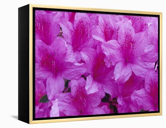 Azalea Rhododendron-Daisy Gilardini-Framed Premier Image Canvas