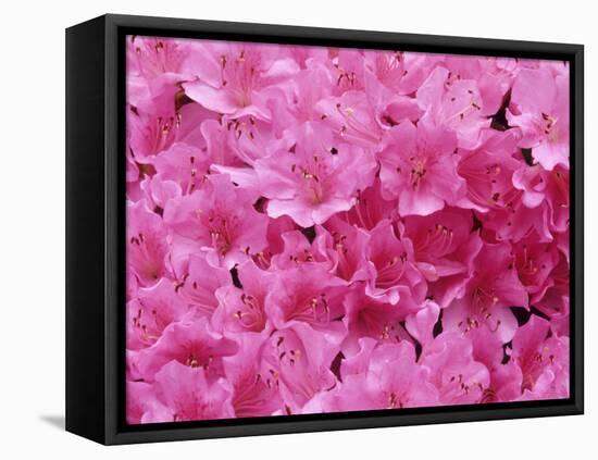 Azalea Rhododendron-Daisy Gilardini-Framed Premier Image Canvas