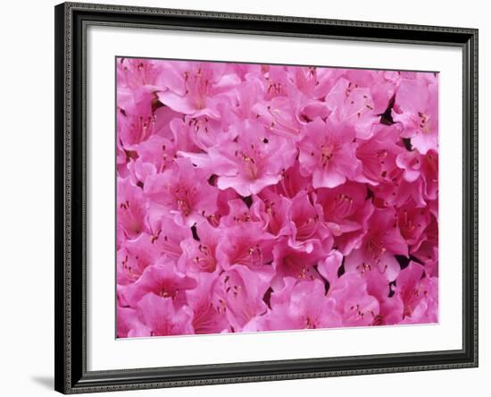 Azalea Rhododendron-Daisy Gilardini-Framed Photographic Print