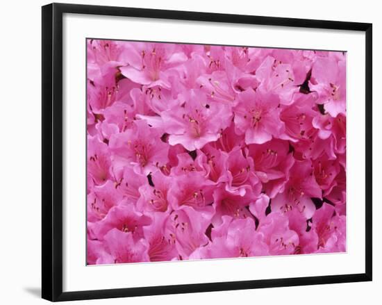 Azalea Rhododendron-Daisy Gilardini-Framed Photographic Print