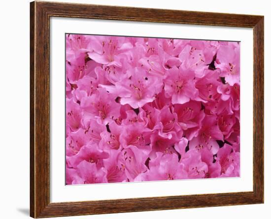 Azalea Rhododendron-Daisy Gilardini-Framed Photographic Print