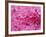 Azalea Rhododendron-Daisy Gilardini-Framed Photographic Print