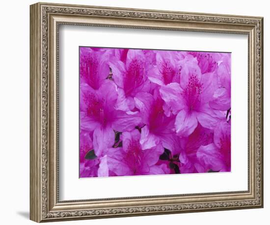 Azalea Rhododendron-Daisy Gilardini-Framed Photographic Print