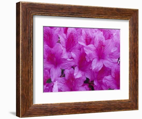 Azalea Rhododendron-Daisy Gilardini-Framed Photographic Print