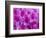 Azalea Rhododendron-Daisy Gilardini-Framed Photographic Print