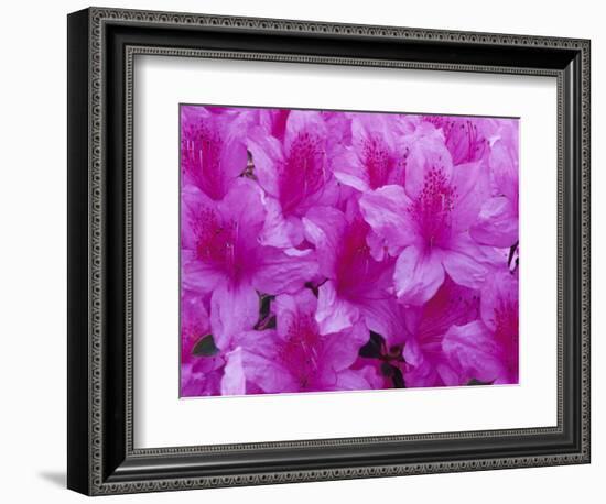 Azalea Rhododendron-Daisy Gilardini-Framed Photographic Print