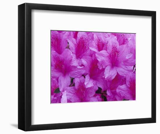 Azalea Rhododendron-Daisy Gilardini-Framed Photographic Print