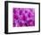 Azalea Rhododendron-Daisy Gilardini-Framed Photographic Print