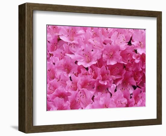 Azalea Rhododendron-Daisy Gilardini-Framed Photographic Print