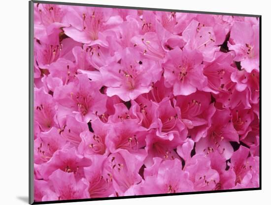 Azalea Rhododendron-Daisy Gilardini-Mounted Photographic Print