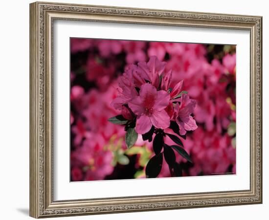 Azalea, Texas, USA-Dee Ann Pederson-Framed Photographic Print