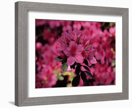 Azalea, Texas, USA-Dee Ann Pederson-Framed Photographic Print