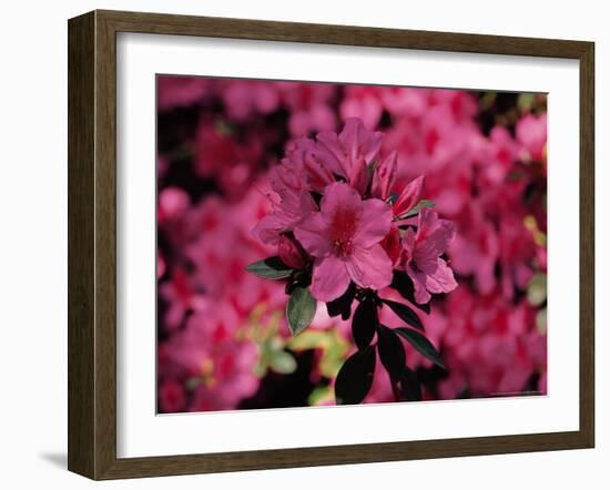 Azalea, Texas, USA-Dee Ann Pederson-Framed Photographic Print