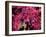 Azalea, Texas, USA-Dee Ann Pederson-Framed Photographic Print