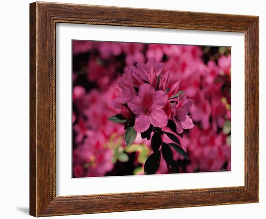 Azalea, Texas, USA-Dee Ann Pederson-Framed Photographic Print