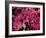 Azalea, Texas, USA-Dee Ann Pederson-Framed Photographic Print