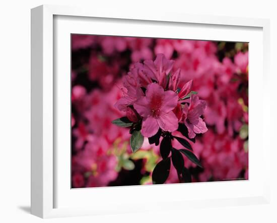 Azalea, Texas, USA-Dee Ann Pederson-Framed Photographic Print