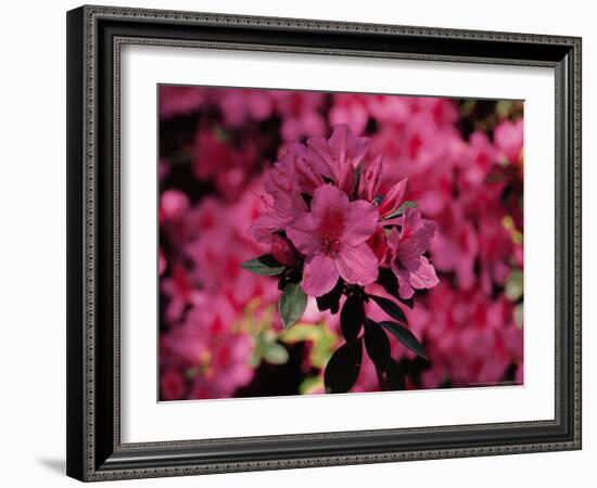 Azalea, Texas, USA-Dee Ann Pederson-Framed Photographic Print