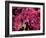 Azalea, Texas, USA-Dee Ann Pederson-Framed Photographic Print