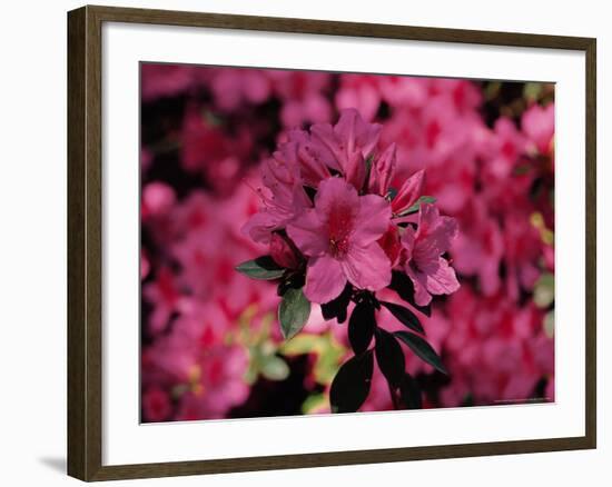 Azalea, Texas, USA-Dee Ann Pederson-Framed Photographic Print