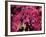 Azalea, Texas, USA-Dee Ann Pederson-Framed Photographic Print