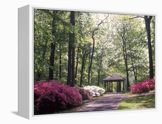 Azalea Way, Botanical Gardens, Bronx, NY-Lauree Feldman-Framed Premier Image Canvas