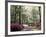 Azalea Way, Botanical Gardens, Bronx, NY-Lauree Feldman-Framed Photographic Print