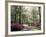 Azalea Way, Botanical Gardens, Bronx, NY-Lauree Feldman-Framed Photographic Print