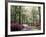 Azalea Way, Botanical Gardens, Bronx, NY-Lauree Feldman-Framed Photographic Print