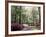 Azalea Way, Botanical Gardens, Bronx, NY-Lauree Feldman-Framed Photographic Print