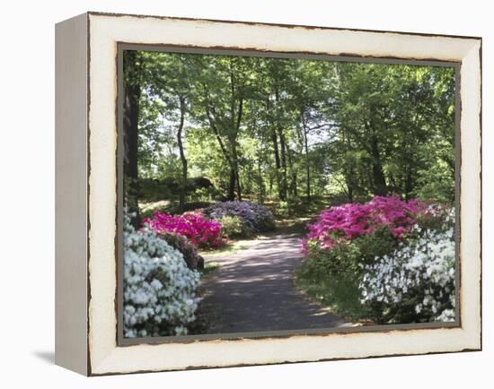 Azalea Way, Botanical Gardens, Bronx, NY-Lauree Feldman-Framed Premier Image Canvas