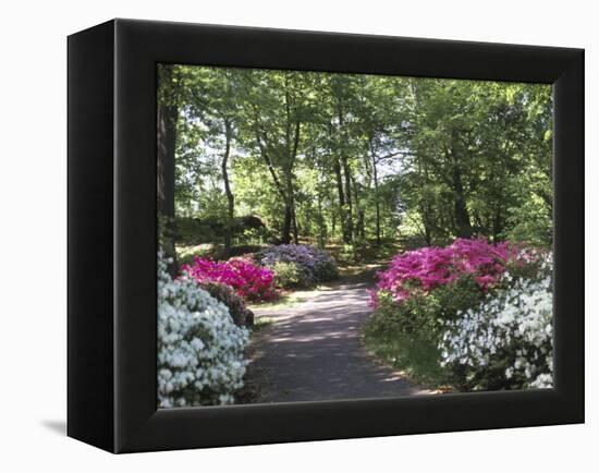 Azalea Way, Botanical Gardens, Bronx, NY-Lauree Feldman-Framed Premier Image Canvas