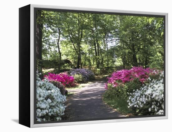 Azalea Way, Botanical Gardens, Bronx, NY-Lauree Feldman-Framed Premier Image Canvas