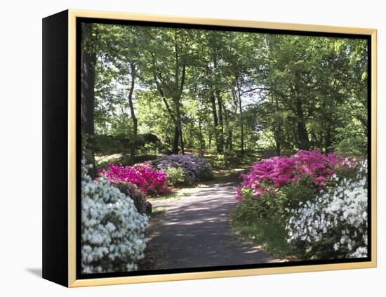 Azalea Way, Botanical Gardens, Bronx, NY-Lauree Feldman-Framed Premier Image Canvas