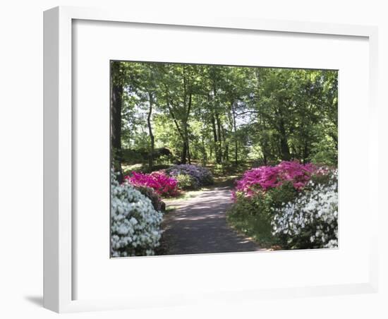 Azalea Way, Botanical Gardens, Bronx, NY-Lauree Feldman-Framed Photographic Print