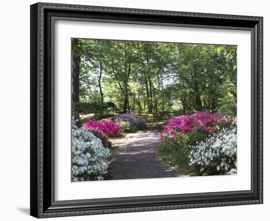 Azalea Way, Botanical Gardens, Bronx, NY-Lauree Feldman-Framed Photographic Print