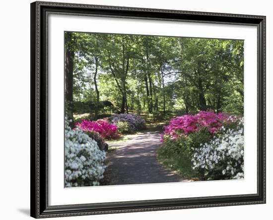 Azalea Way, Botanical Gardens, Bronx, NY-Lauree Feldman-Framed Photographic Print