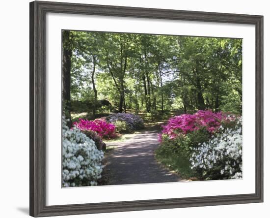 Azalea Way, Botanical Gardens, Bronx, NY-Lauree Feldman-Framed Photographic Print