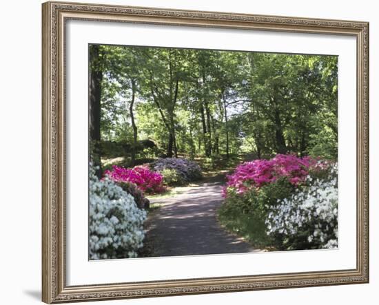 Azalea Way, Botanical Gardens, Bronx, NY-Lauree Feldman-Framed Photographic Print