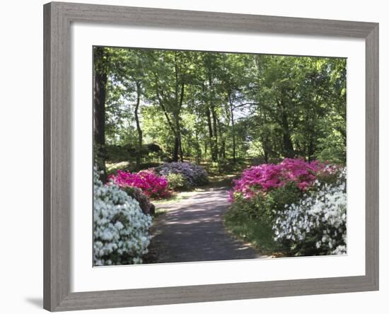 Azalea Way, Botanical Gardens, Bronx, NY-Lauree Feldman-Framed Photographic Print