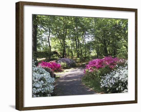 Azalea Way, Botanical Gardens, Bronx, NY-Lauree Feldman-Framed Photographic Print