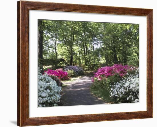 Azalea Way, Botanical Gardens, Bronx, NY-Lauree Feldman-Framed Photographic Print