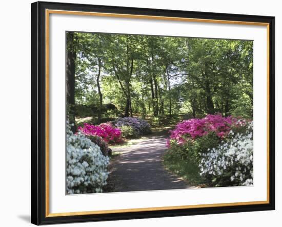 Azalea Way, Botanical Gardens, Bronx, NY-Lauree Feldman-Framed Photographic Print