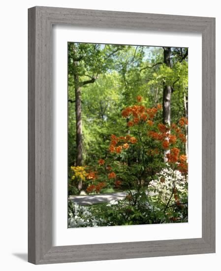 Azalea Way, Botanical Gardens, Bronx, NY-Lauree Feldman-Framed Photographic Print