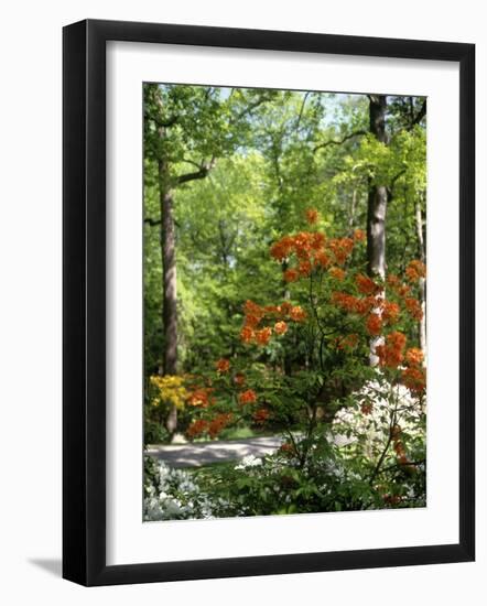 Azalea Way, Botanical Gardens, Bronx, NY-Lauree Feldman-Framed Photographic Print