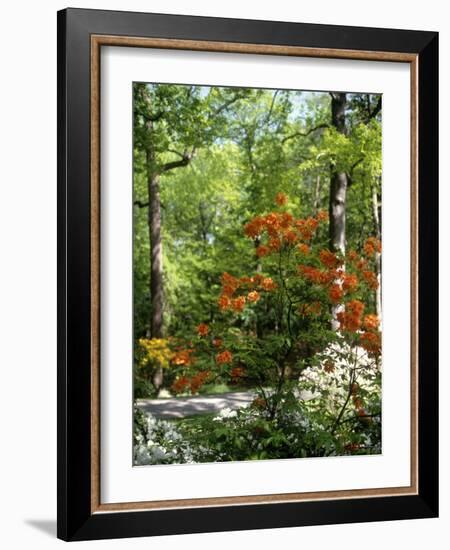 Azalea Way, Botanical Gardens, Bronx, NY-Lauree Feldman-Framed Photographic Print