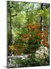 Azalea Way, Botanical Gardens, Bronx, NY-Lauree Feldman-Mounted Photographic Print