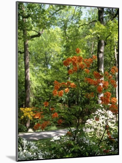 Azalea Way, Botanical Gardens, Bronx, NY-Lauree Feldman-Mounted Photographic Print