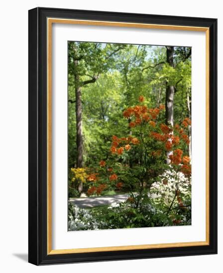 Azalea Way, Botanical Gardens, Bronx, NY-Lauree Feldman-Framed Photographic Print